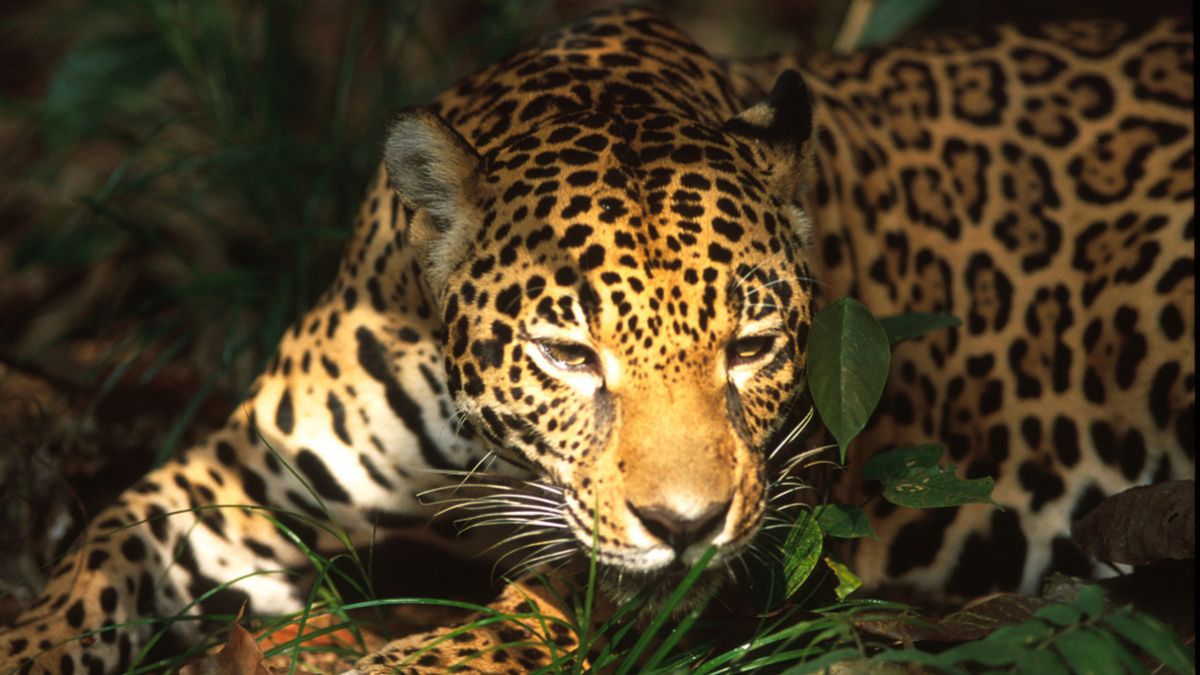 ¿Proteger a la fauna con ayuda de la tecnología? Huawei lo hace para cuidar al jaguar en Yucatán