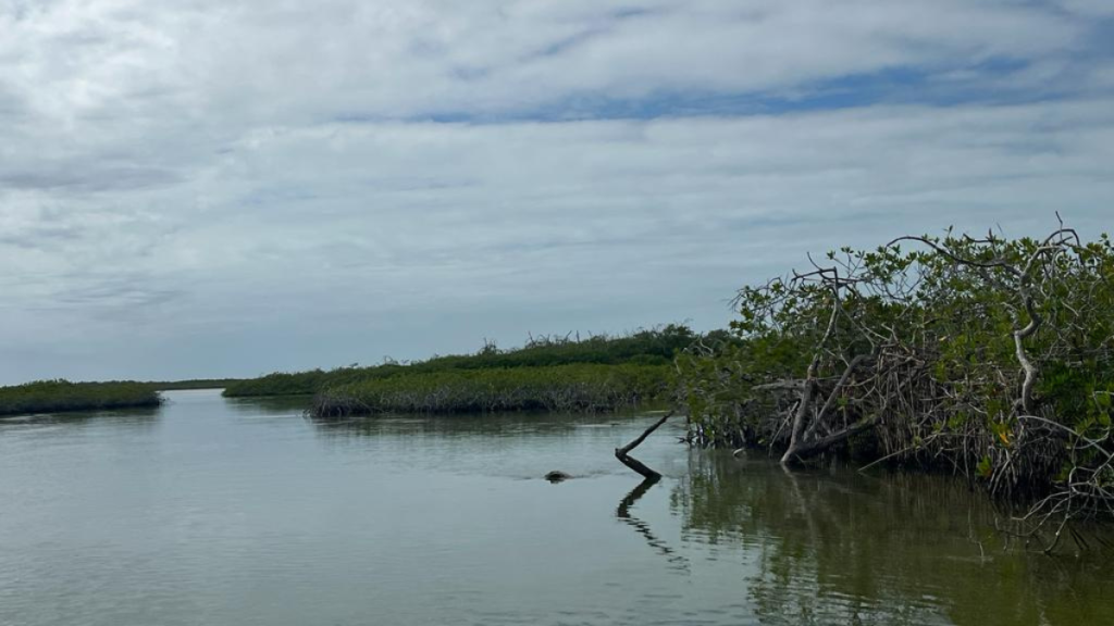Presenta Amigos de Sian Ka’an manual para proteger humedales en la península de Yucatán 0