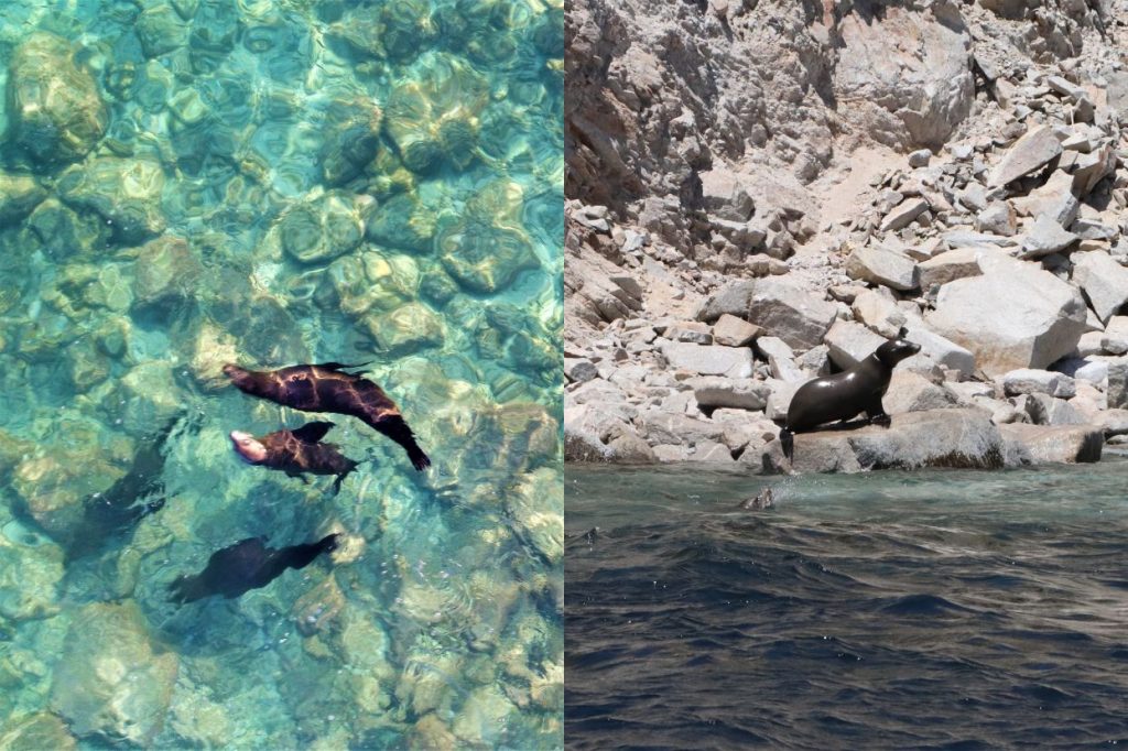 Cabo Adventures colabora en una campaña de rescate de lobos marinos con un objetivo común: la conservación de la especie 0