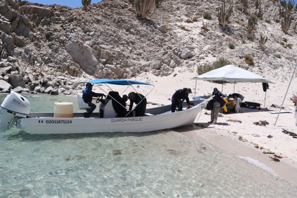 Cabo Adventures colabora en una campaña de rescate de lobos marinos con un objetivo común: la conservación de la especie 1