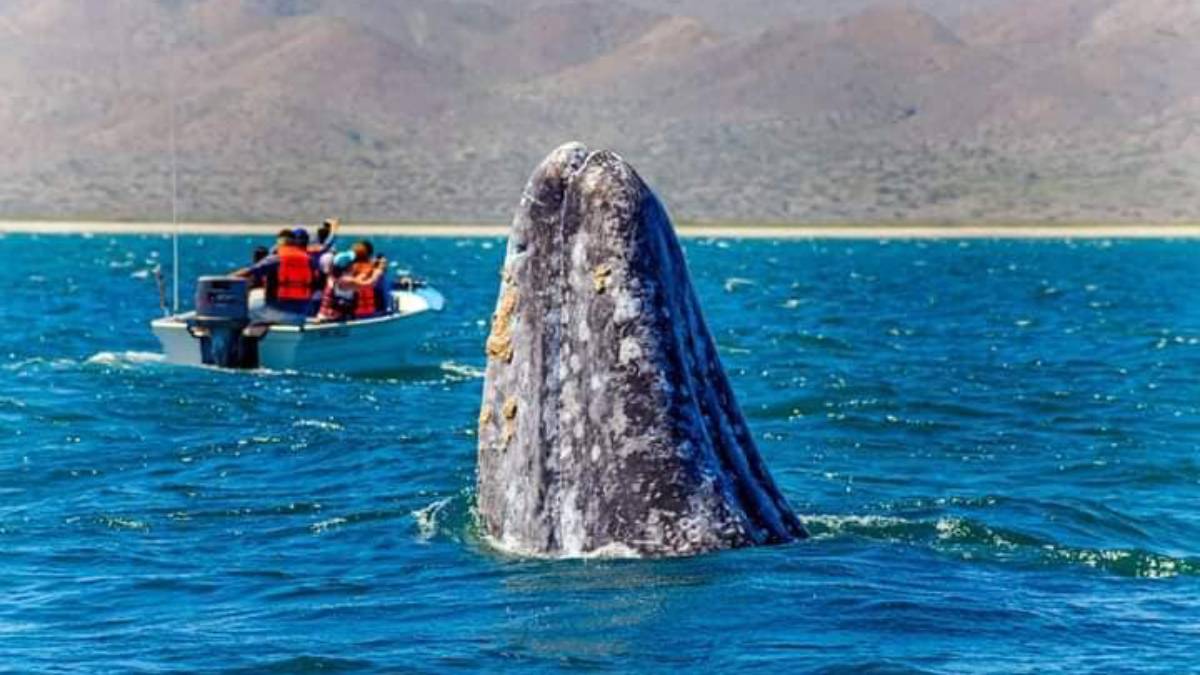 Inicia la temporada de avistamiento de la ballena gris en Baja California Sur 