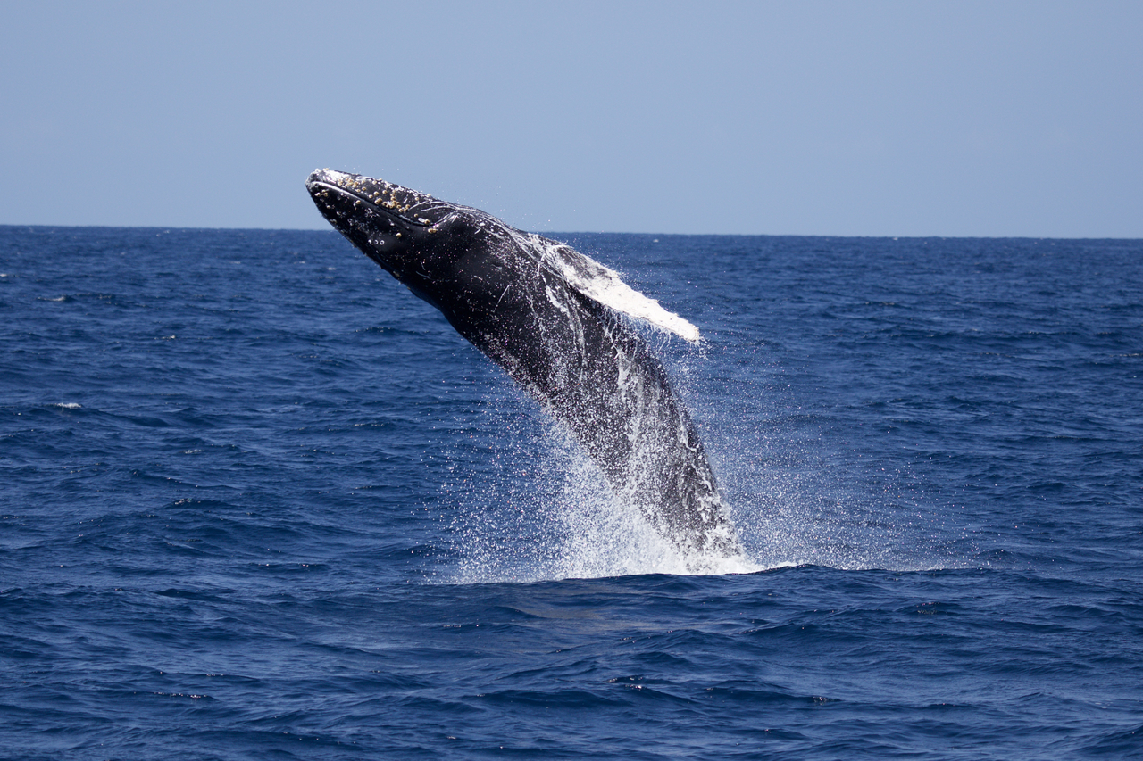 Ballena Azul: ¿cuál es el mejor lugar para verla en Baja California Sur?