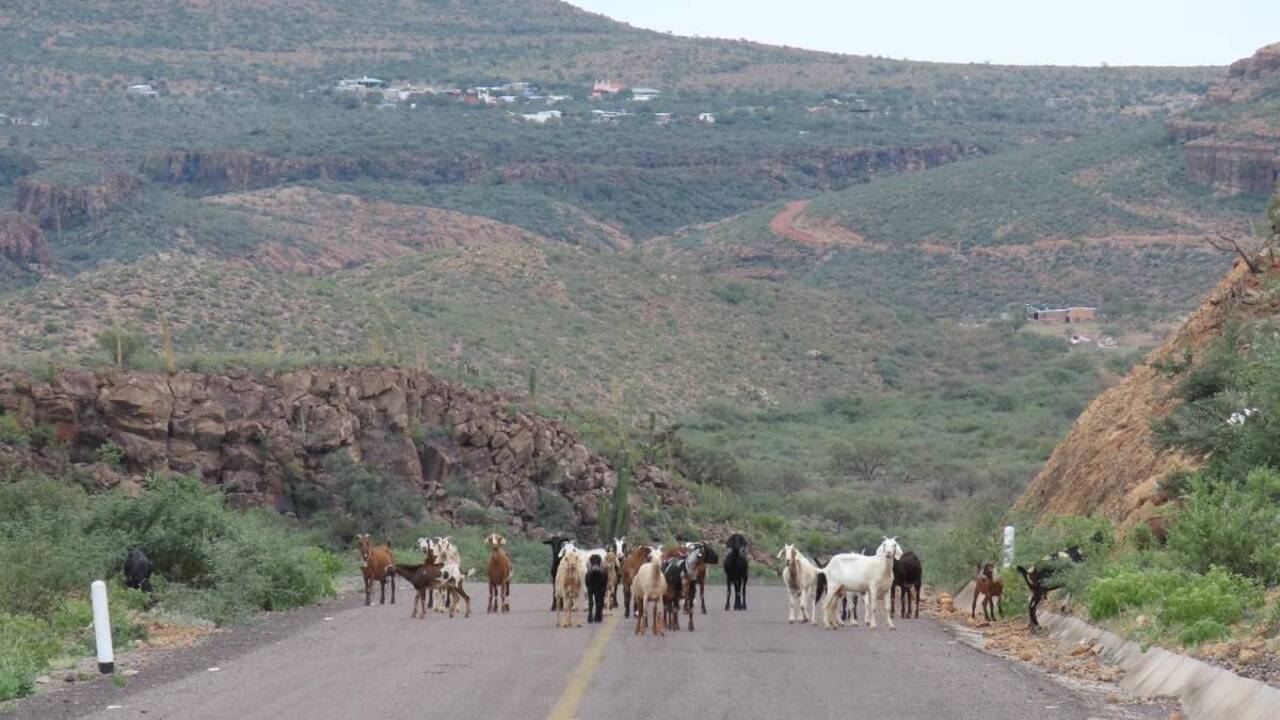 Invitan al Primer Festival del Cabrito en Mulegé para impulsar economía rural