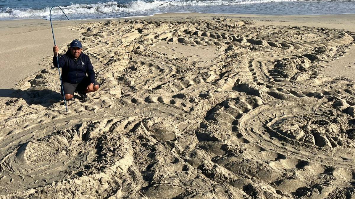 Regresa a Los Cabos la tortuga más grande del mundo