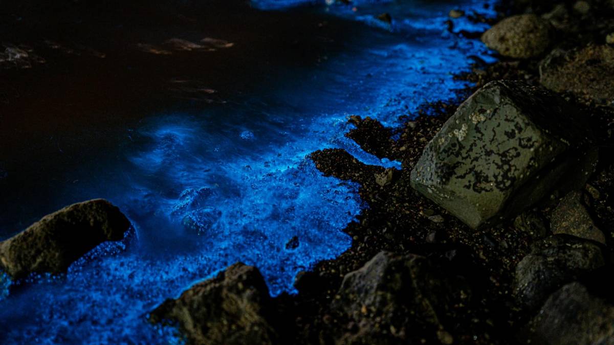 Brillan playas de Santa Rosalía por fenómeno de bioluminiscencia