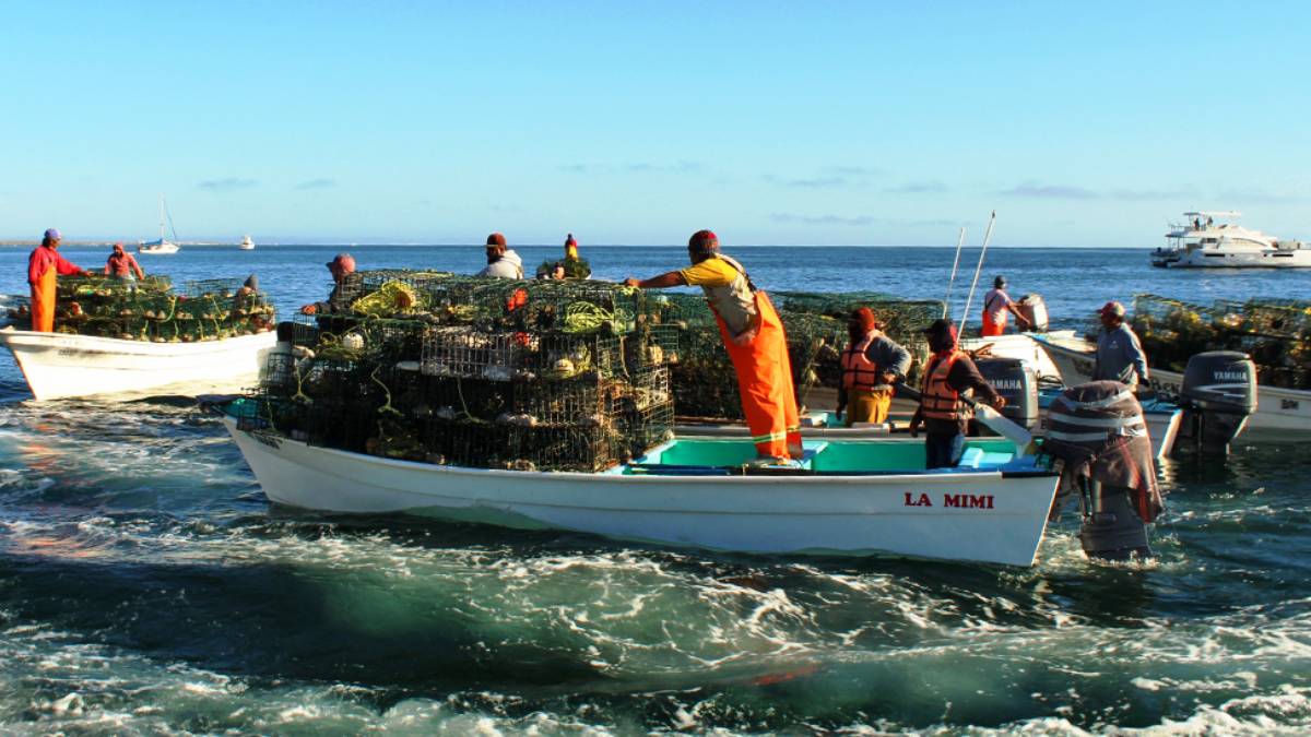 Inicia temporada de langosta en el norte de BCS