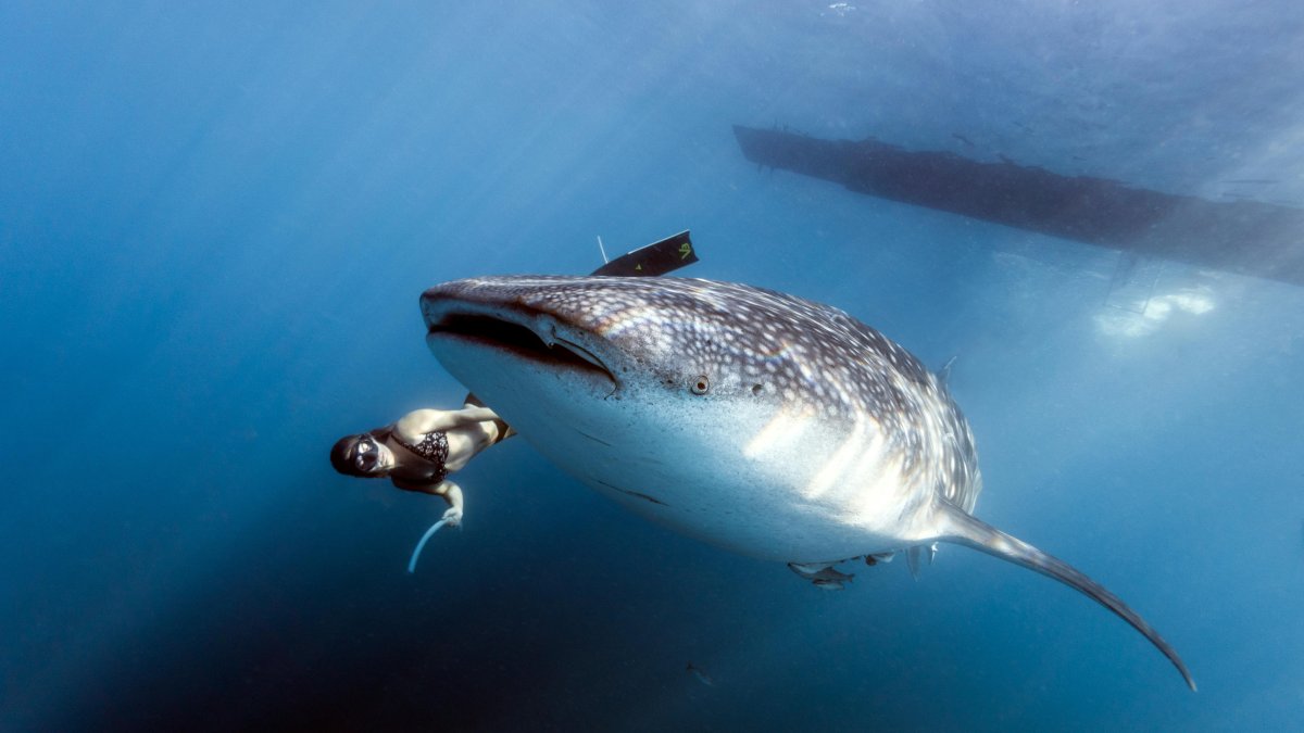 Homenaje al tiburón ballena: celebrando la maravilla marina de Baja California Sur